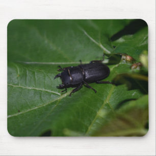 Alfombrilla De Ratón Dorcus parallelipipedus , el escarabajo de menor t