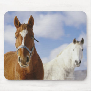 Alfombrilla De Ratón Dos caballos