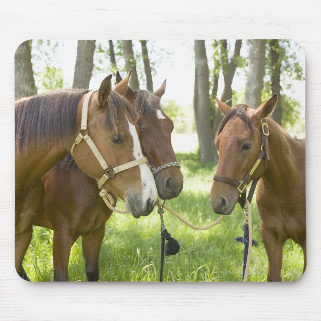 Alfombrilla De Ratón Dos caballos del barrio americano a la sombra (Frente)