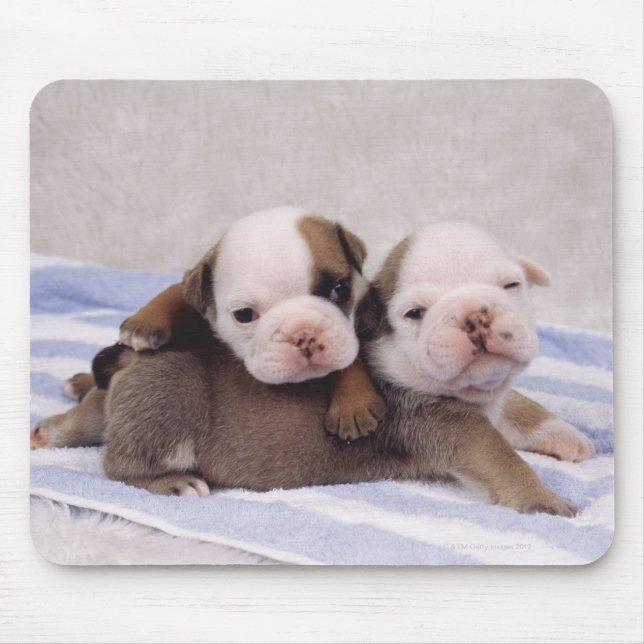 Alfombrilla De Ratón Dos cachorros de bulldog sobre la toalla (Frente)