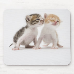 Alfombrilla De Ratón Dos gatitos besándose contra fondo blanco