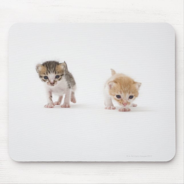 Alfombrilla De Ratón Dos gatitos con fondo blanco (Frente)