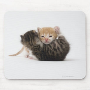 Alfombrilla De Ratón Dos gatitos que abrazan en el fondo blanco