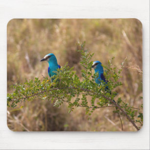 Alfombrilla De Ratón Dos hermosas aves azules en una sucursal