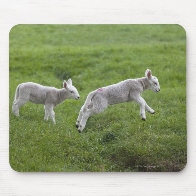 Alfombrilla De Ratón Dos Lambs (Frente)