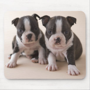 Alfombrilla De Ratón Dos perritos de Boston Terrier