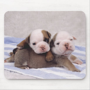 Alfombrilla De Ratón Dos perritos del bulldog en la toalla