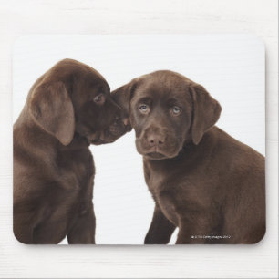 Alfombrilla De Ratón Dos perritos del labrador retriever del chocolate