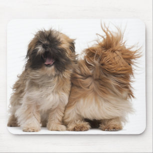 Alfombrilla De Ratón Dos Shih-Tzus en el viento