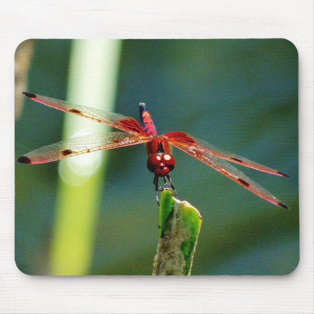 Alfombrilla De Ratón Dragonfly Frontal Rojo y Negro (Frente)
