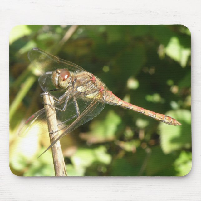 Alfombrilla De Ratón Dragonfly sobre un bigote Macro Mousepad (Frente)