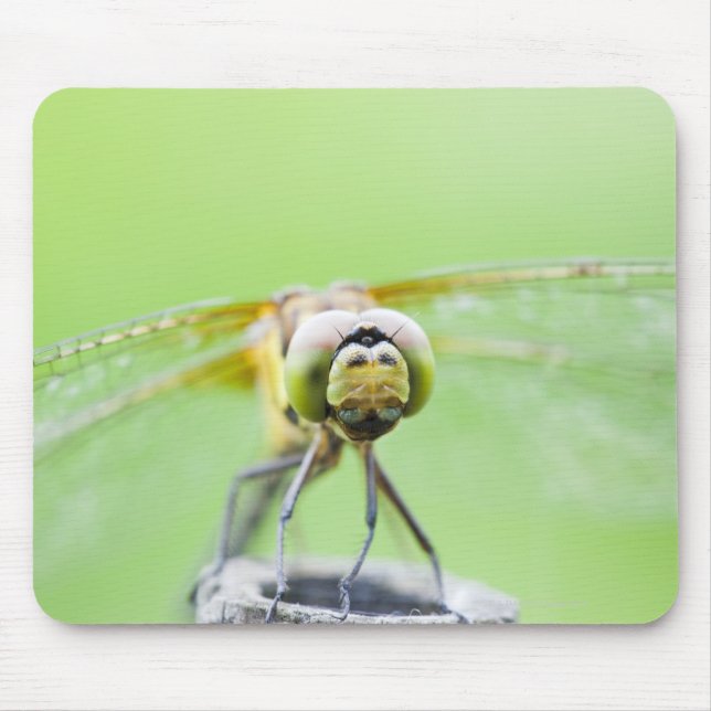Alfombrilla De Ratón Dragonfly (Sympetrum infuscatum) (Frente)