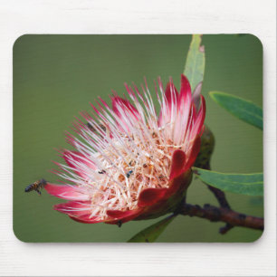 Alfombrilla De Ratón Drakensberg Sugarbush (Protea Dracomontana)