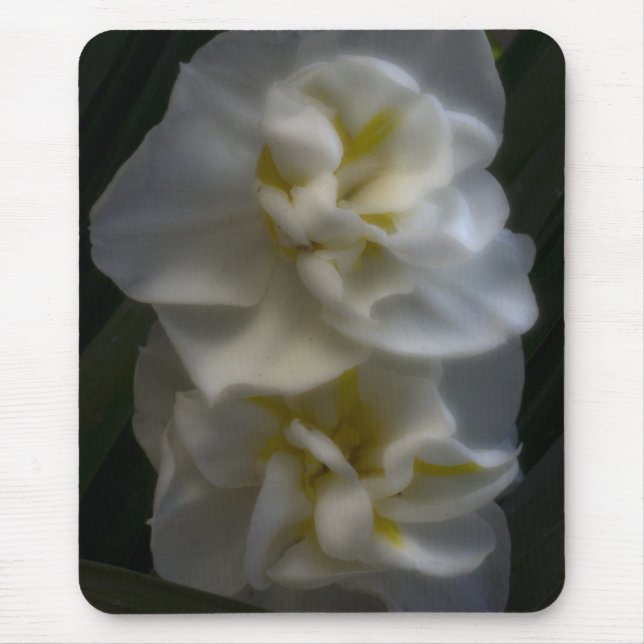 Alfombrilla De Ratón Dreamy Narcissus Daffodils (Frente)