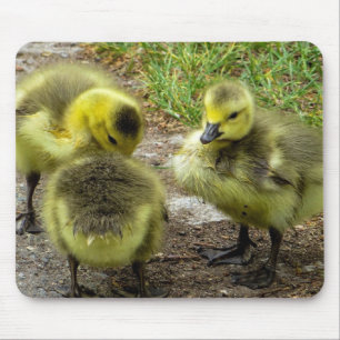 Alfombrilla De Ratón Ducklings