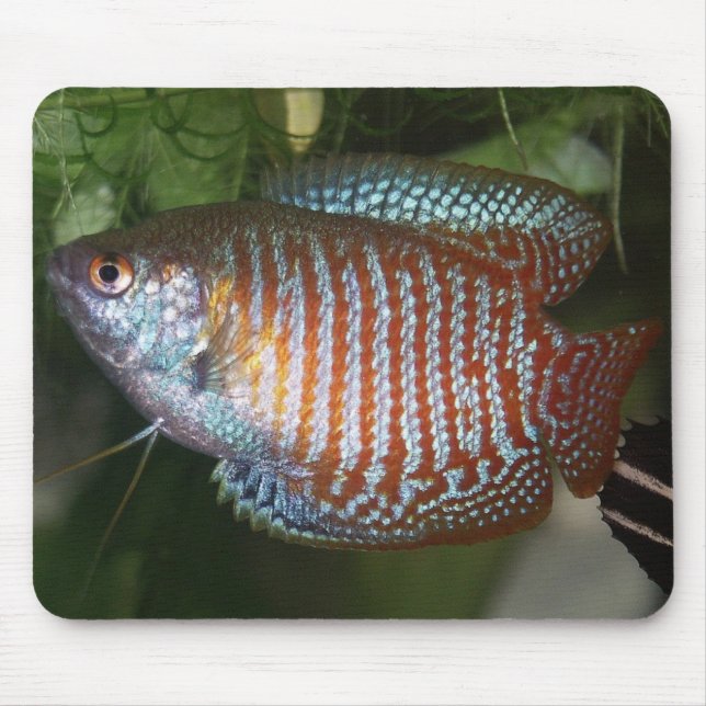 Alfombrilla De Ratón Dwarf Gourami - Colisa lalia (Frente)