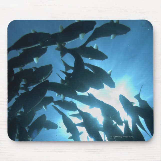 Alfombrilla De Ratón Ecuador, archipiélago de las Galápagos, Isla Wolf (Frente)