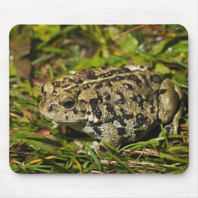 Alfombrilla De Ratón edmonton, alberta, canadá 2 (Frente)