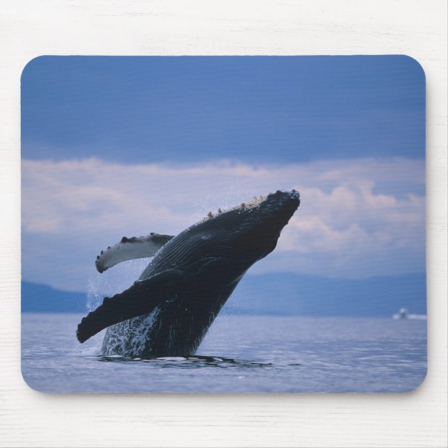 Alfombrilla De Ratón EE.UU., Alaska, Bosque Nacional Tongass, Humpback (Frente)