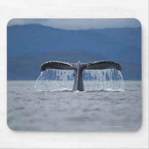 Alfombrilla De Ratón EE.UU., Alaska, Bosque Nacional Tongass, Humpback