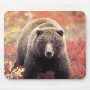Alfombrilla De Ratón EE. UU., Alaska, Parque Nacional Denali, osa grizz