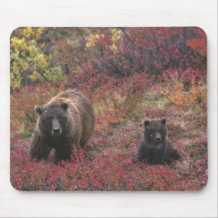 Alfombrilla De Ratón EE. UU., Alaska, Parque Nacional Denali. Oso pardo