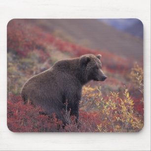 Alfombrilla De Ratón EE. UU., Alaska, Parque Nacional Denali. Una hembr