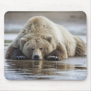 Alfombrilla De Ratón EE.UU., Alaska, Parque Nacional Katmai, oso marrón