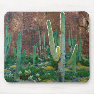 Alfombrilla De Ratón EE. UU., Arizona. Campo de cactus saguaro junto a 
