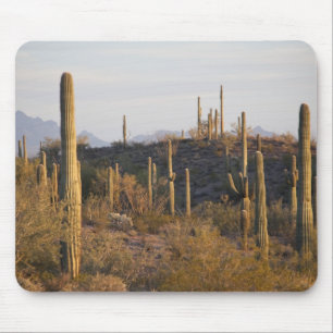 Alfombrilla De Ratón EE. UU., Arizona, Desierto de Sonora, Ajo, Ajo 2