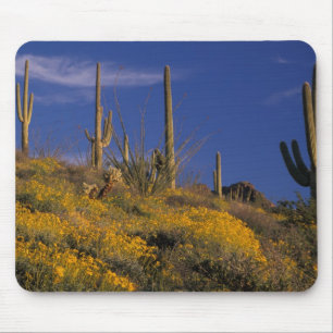 Alfombrilla De Ratón EE. UU., Arizona, Parque Nacional Cactus de Tubo d