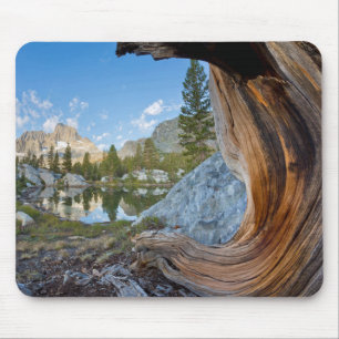 Alfombrilla De Ratón EE. UU., California, Bosque Nacional Inyo. Pino Vi
