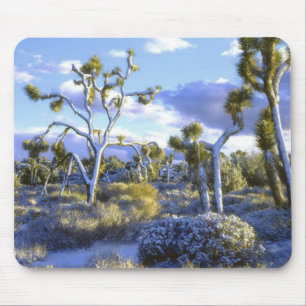 Alfombrilla De Ratón EE. UU., California, Parque Nacional Joshua Tree. 