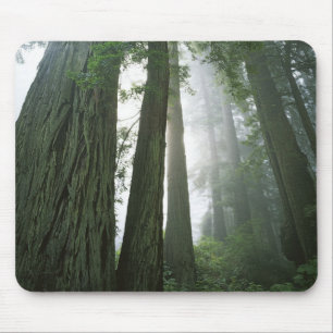 Alfombrilla De Ratón EE. UU., California, Parque Nacional Redwood, 2