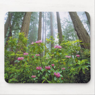 Alfombrilla De Ratón EE. UU., California, Parque Nacional Redwood. Rhod