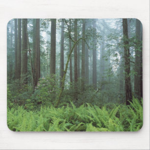 Alfombrilla De Ratón EE. UU., California, Redwood NP. Helechos y