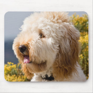 Alfombrilla De Ratón EE. UU., California. Retrato de Labradoodle 3