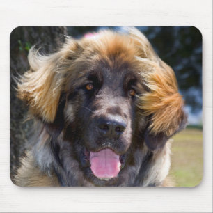 Alfombrilla De Ratón EE. UU., California. Retrato de Leonberger sentado