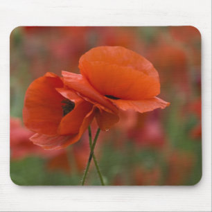 Alfombrilla De Ratón EE. UU., Carolina del Norte. Dos amapolas rojas