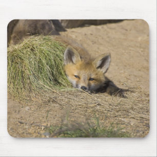 Alfombrilla De Ratón EE. UU., Colorado, Breckenridge. Zorro rojo alerta