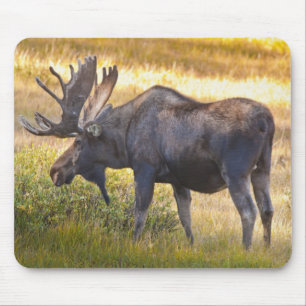 Alfombrilla De Ratón EE. UU., Colorado, Cameron Pass. Alce macho