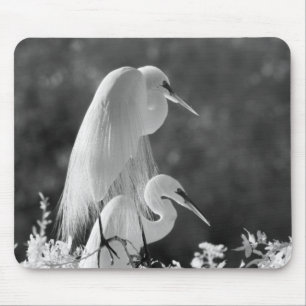 Alfombrilla De Ratón EE. UU., Florida, Gran Garza Blanca (Ardea alba) i