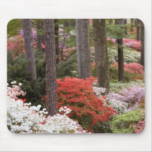 Alfombrilla De Ratón EE. UU., Georgia, Pine Mountain. Un bosque de