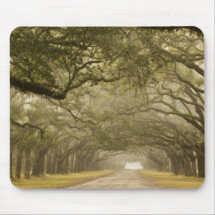 Alfombrilla De Ratón EE. UU., Georgia, Savannah, Un camino bordeado de