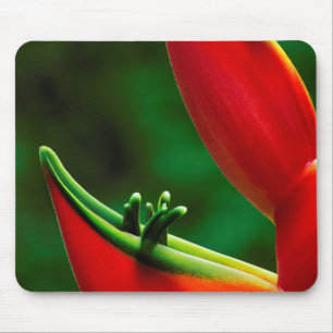 Alfombrilla De Ratón EE. UU., Hawái, Hilo. Heliconia