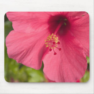 Alfombrilla De Ratón EE. UU., Hawái, Kauai, Hibisco
