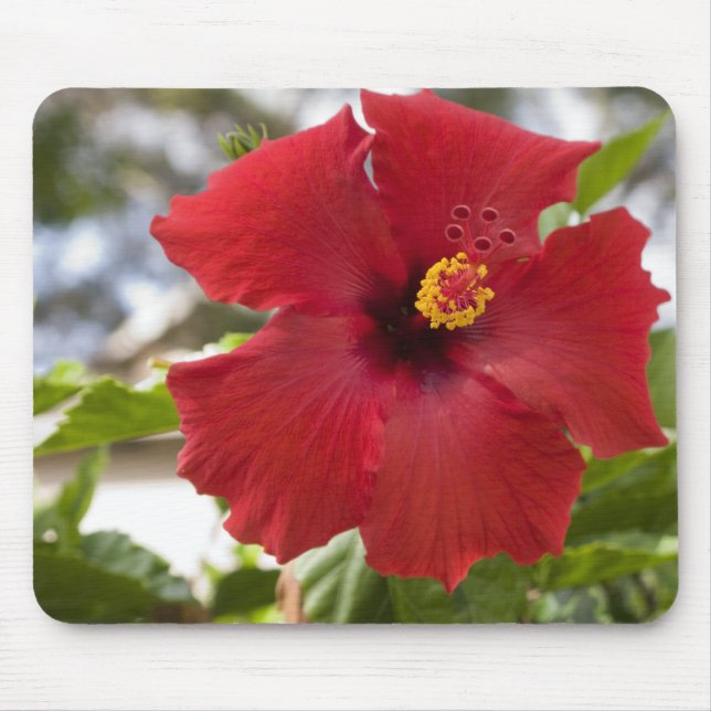 Alfombrilla De Ratón EE.UU., Hawaii, Oahu. El Hibiscus es el (Frente)