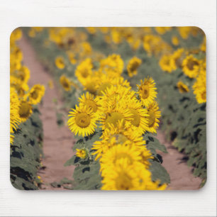 Alfombrilla De Ratón EE. UU., Kansas. Girasoles (Helianthus Annuus)