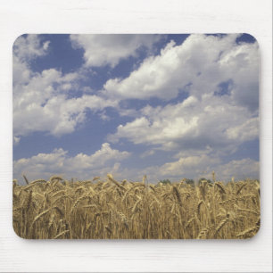 Alfombrilla De Ratón EE.UU., Kentucky, Louisville. Cultivos de trigo y