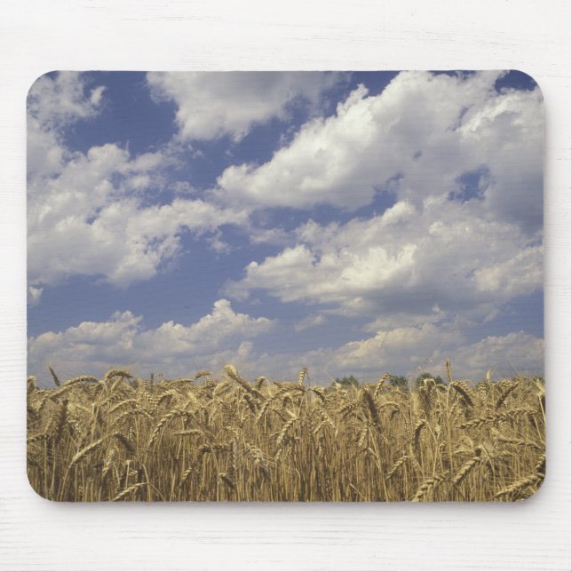Alfombrilla De Ratón EE.UU., Kentucky, Louisville. Cultivos de trigo y (Frente)